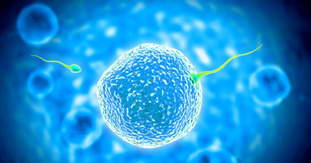 绒毛形态学鉴定